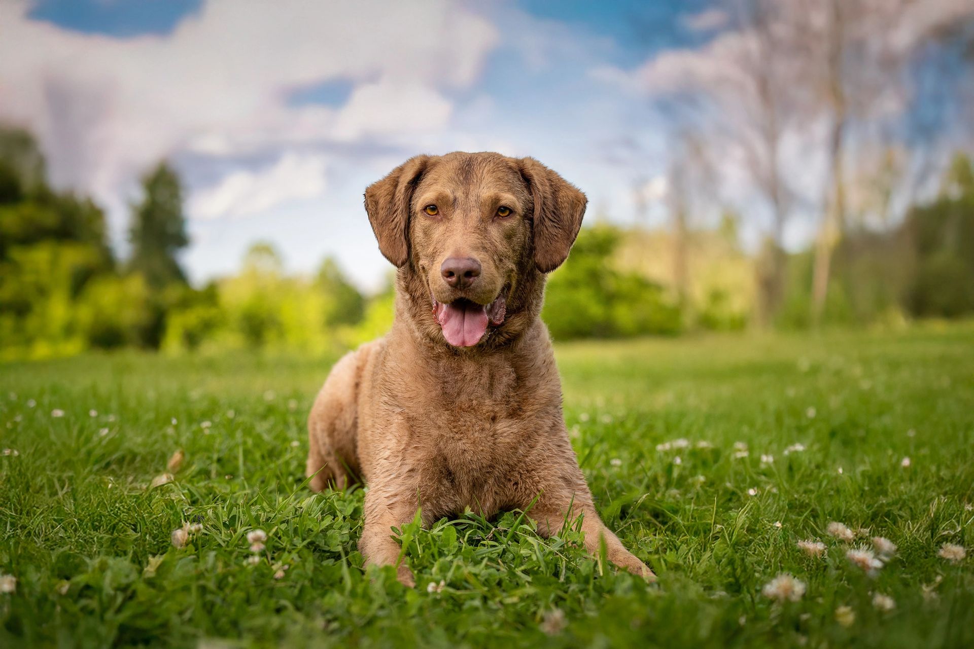 Spring and summer pet photography session outdoors